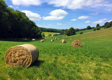 Countryside field with hay