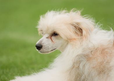 Chinese Crested Dog