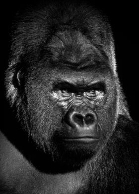 Gorilla black face poster 