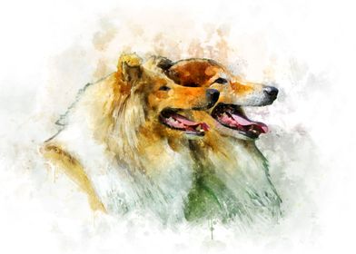 Watercolor of Collie