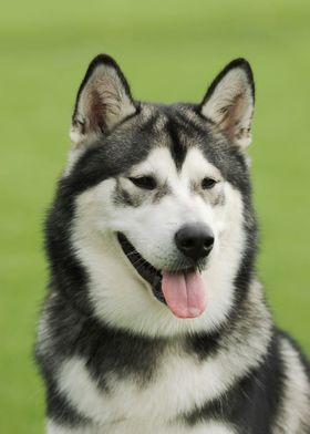 Alaskan Malamute