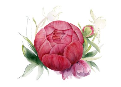 flower peony