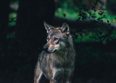 European wolf