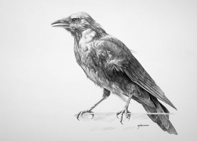 Crow Drawing