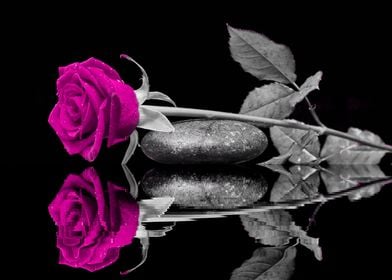 Friendship Rose magenta ck