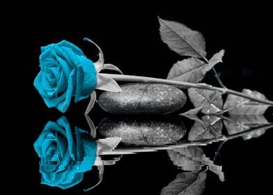 Friendship Rose turquoise 