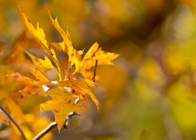 Autumn oak leaves