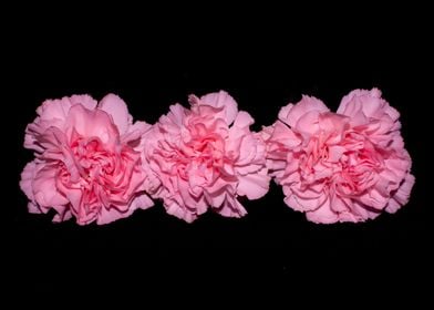 Three pink carnations