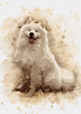 samoyed