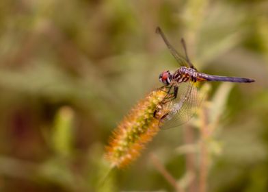 Dragonfly on foxtail