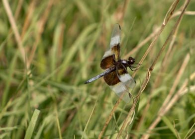 Dragonfly in grass