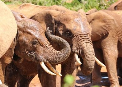 Elephants at waterhole 414