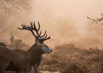 Stag of Richmond Park