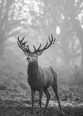Stag of Richmond Park