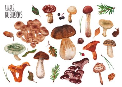 edible mushrooms