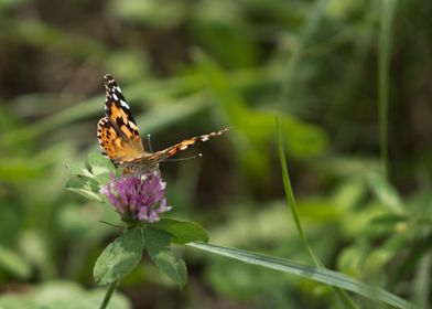 Butterfly on clover flower