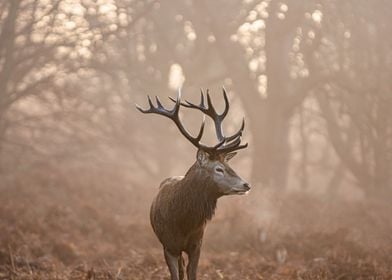 Stag of Richmond Park