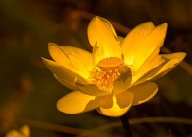 Yellow water lily