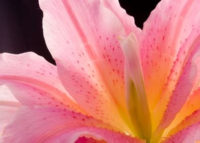 Beautiful pink lily flower