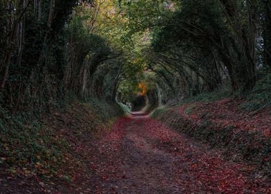 Autumn in West Sussex