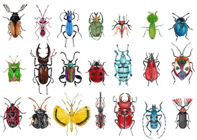 beetles