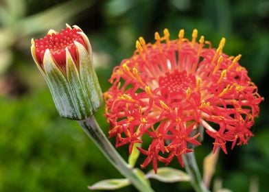 Red exotic flower