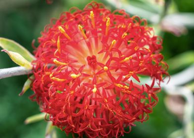 Red exotic flower