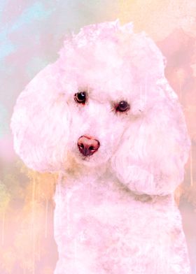 cute poodle