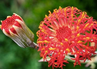 Red exotic flower