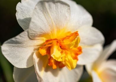 White Daffodil flower