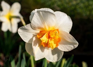 White Daffodil flower