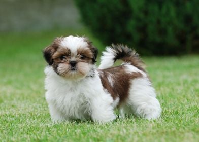 Shih Tzu puppy