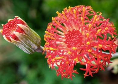 Red exotic flower