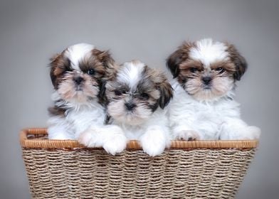 Shih Tzu puppies