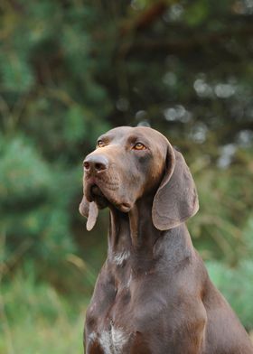 German shorthaired pointer