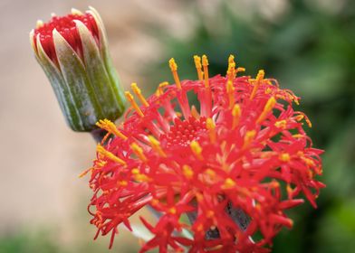 Red exotic flower