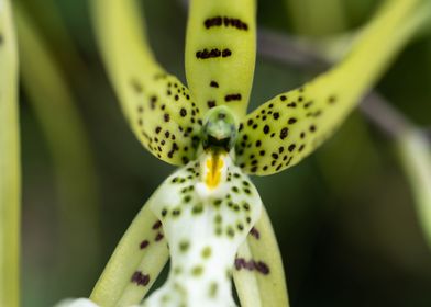 Exotic orchid flower