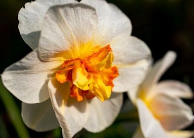 White Daffodil flower