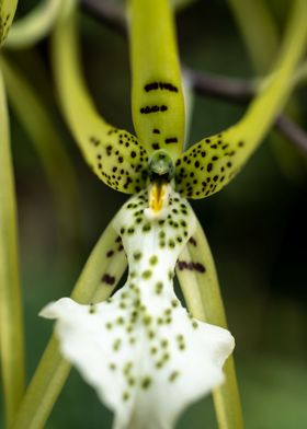 Exotic orchid flower