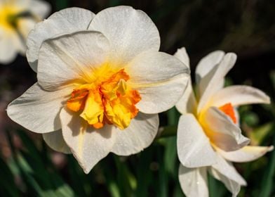 White Daffodil flower