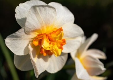 White Daffodil flower