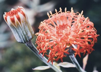 Red exotic flower