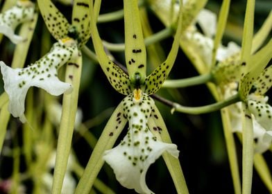 Exotic orchid flower