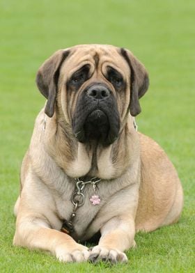 English mastiff 