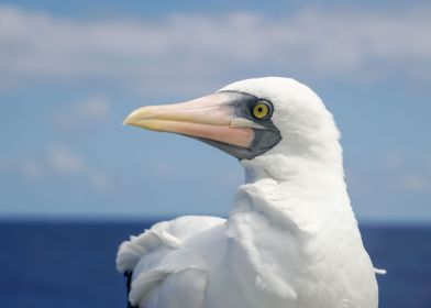 Gannet posing for camera