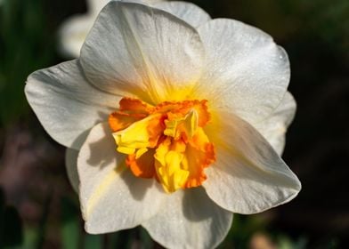 White Daffodil flower