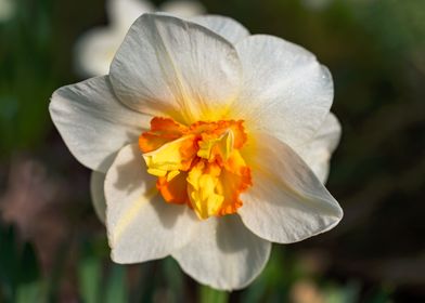 White Daffodil flower