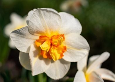 White Daffodil flower