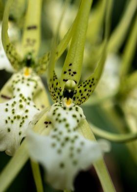 Exotic orchid flower