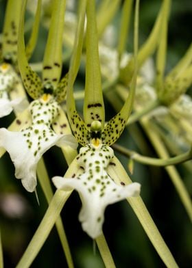 Exotic orchid flower